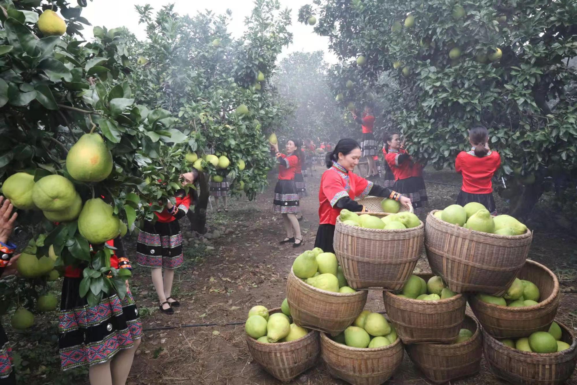 江永香柚:柚中"爱马仕"受追捧