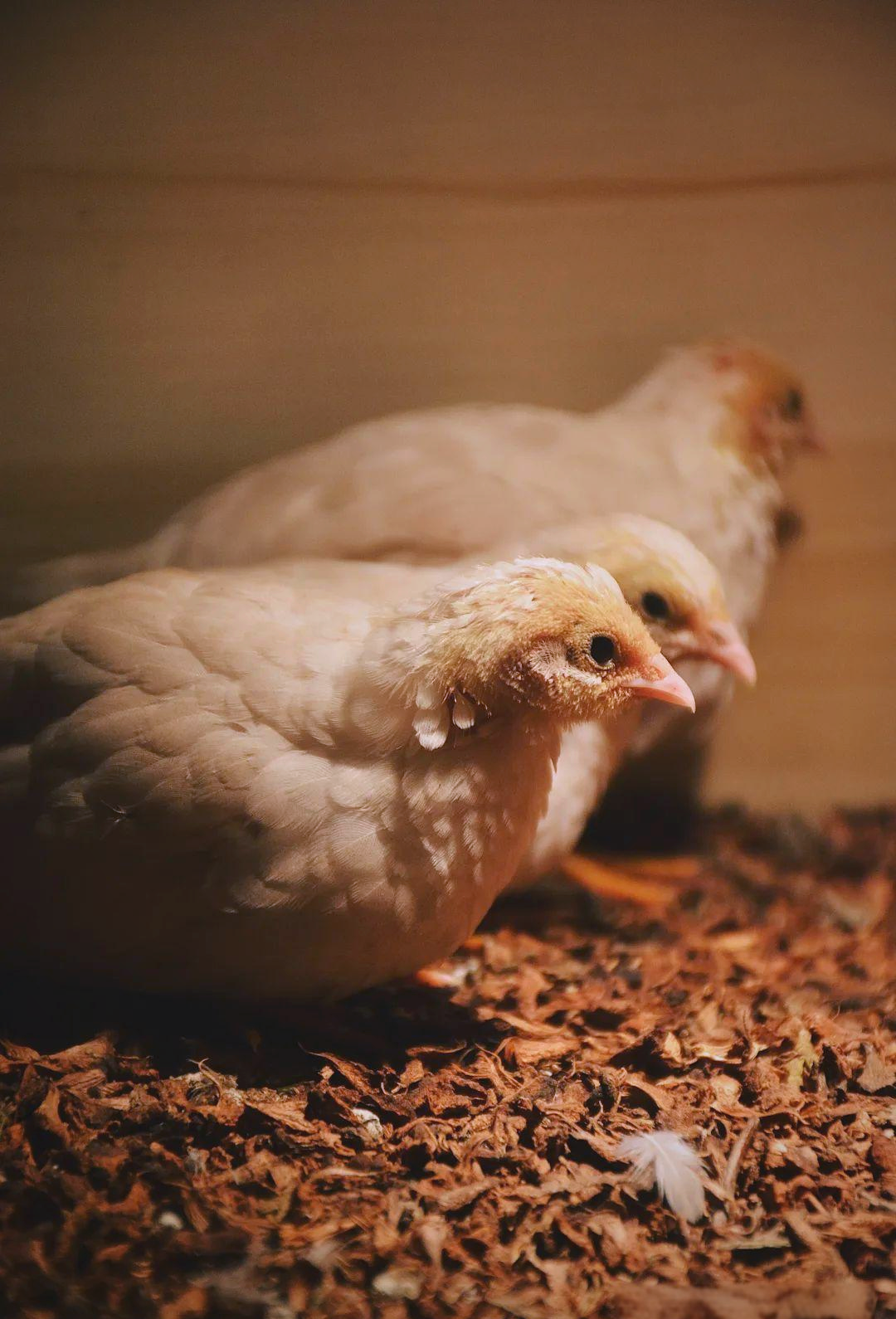 芦丁鸡,这一经过斑翅山鹑与蓝胸鹑杂交培育的特禽新