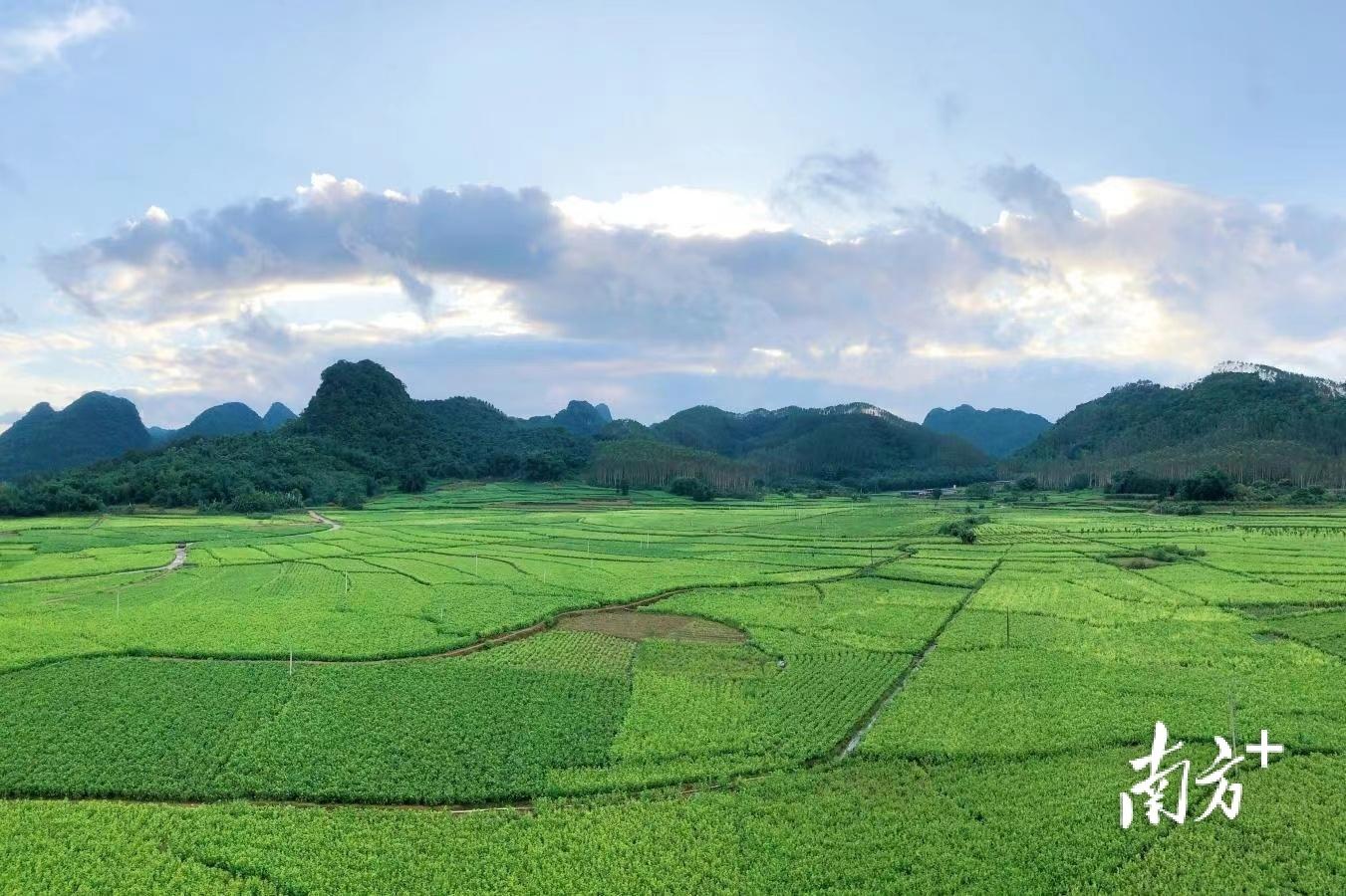 石牯塘镇引种桑芽菜过万亩,产值破亿带动农民致富