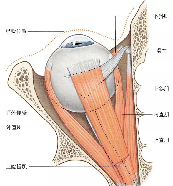 眼科基础解剖图精选集