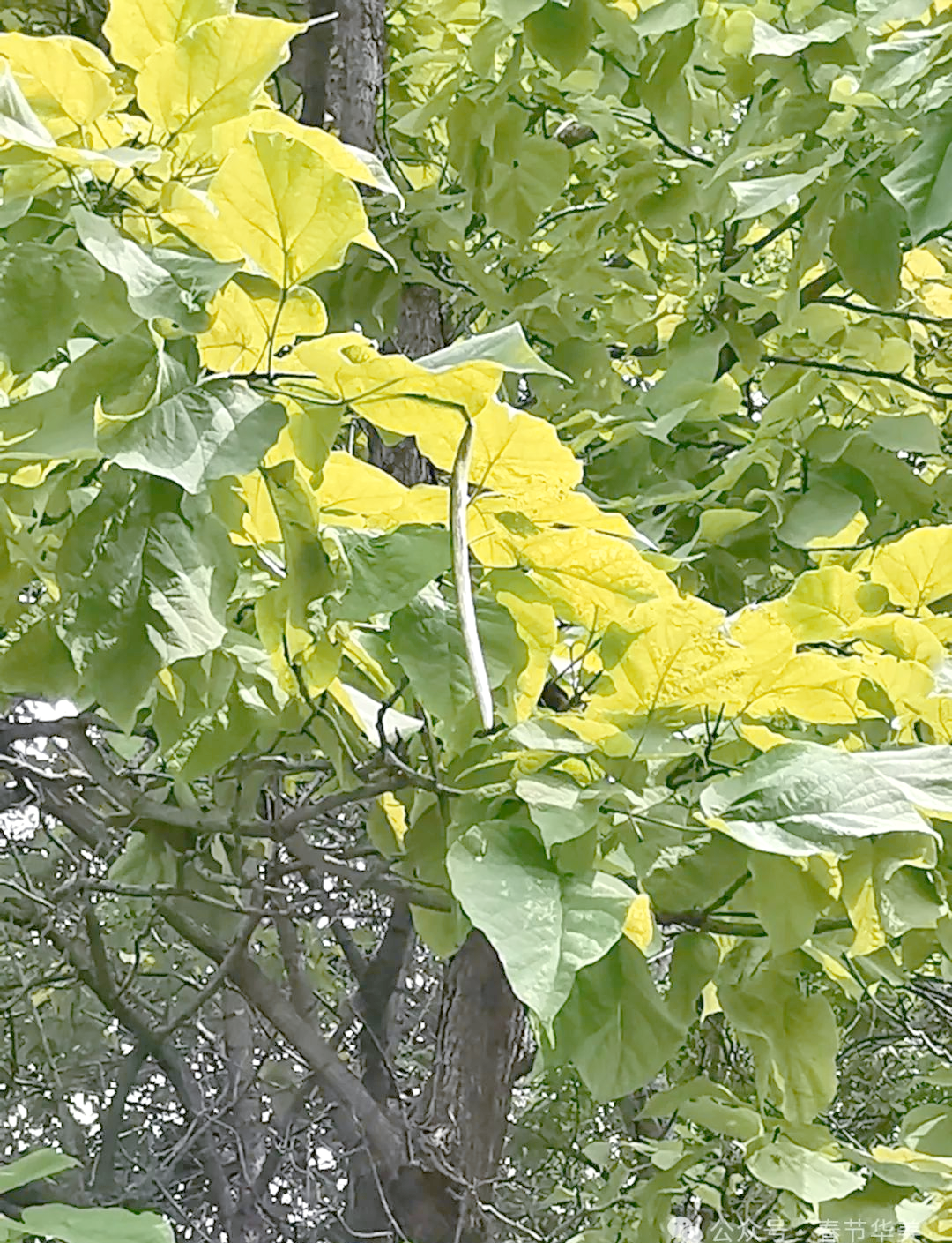 黄金树:从外观到生长习性全面了解