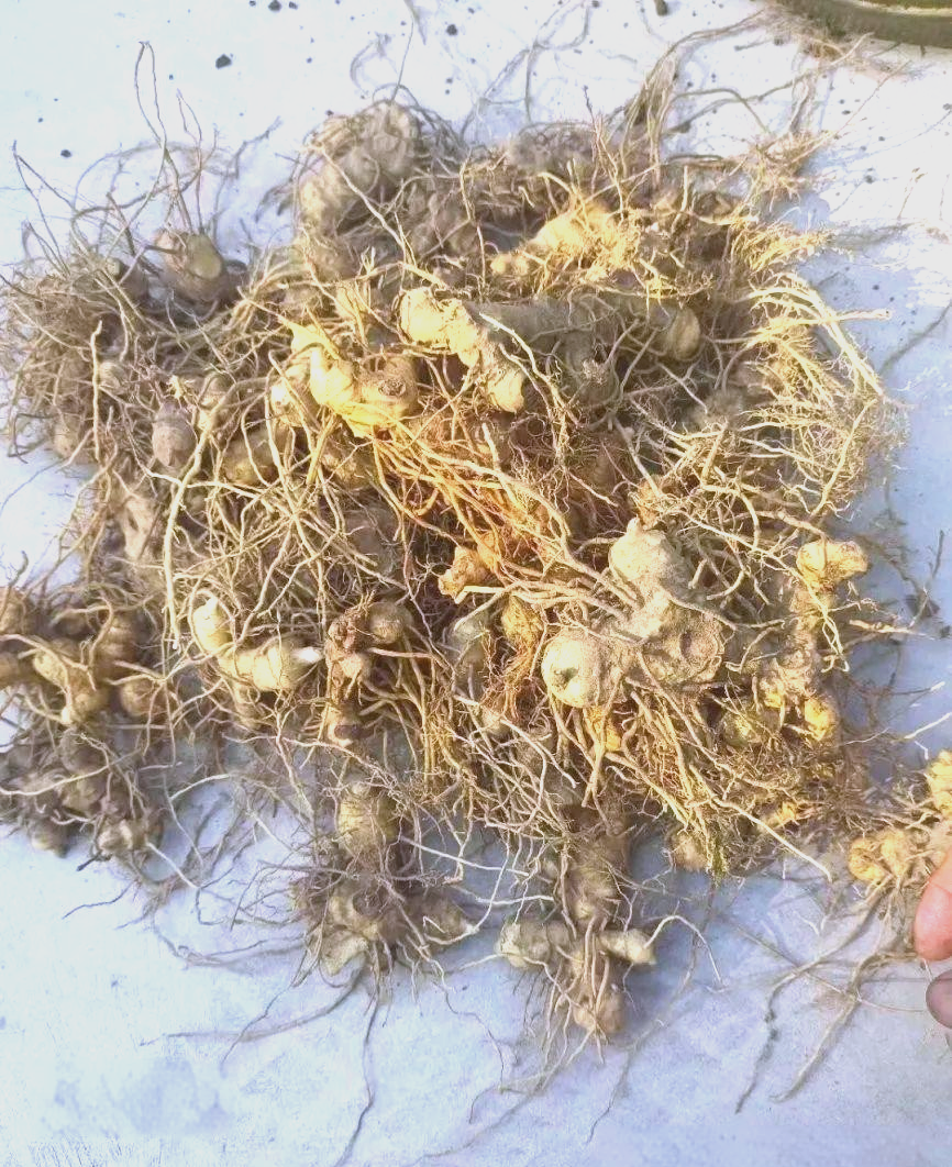 黄精:从外观到功效,全面解读这种中药材