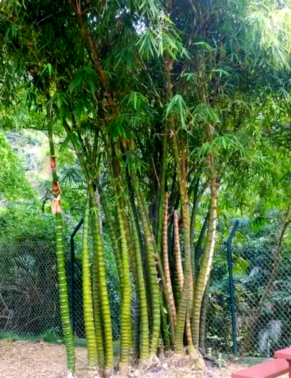 庭院栽竹:多种品种任你选