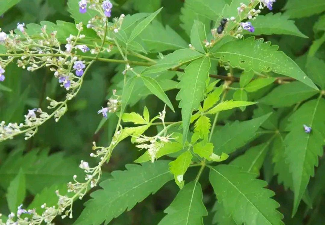 白黄荆药用价值图片