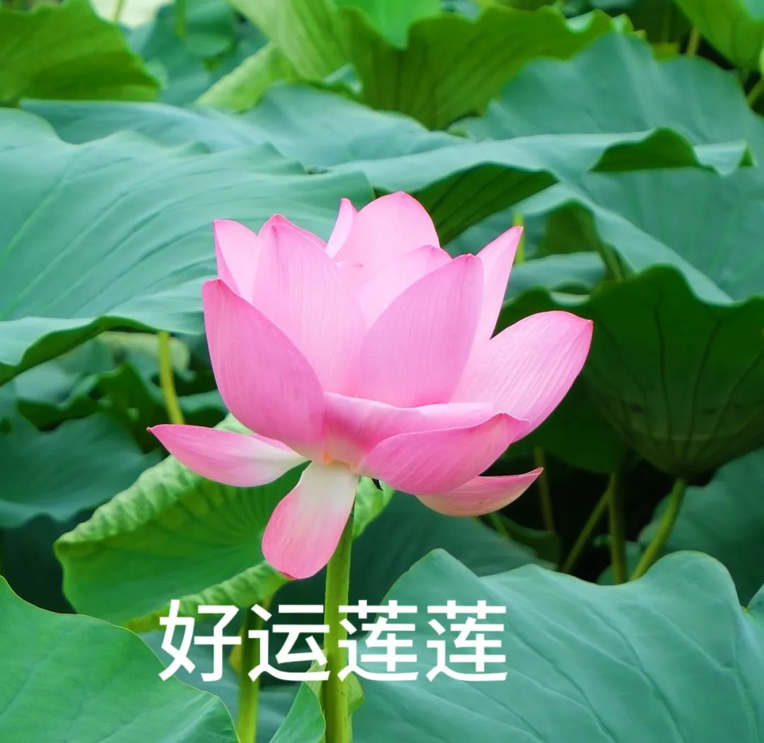 夏日荷花盛开,众多专属头像等你来选!