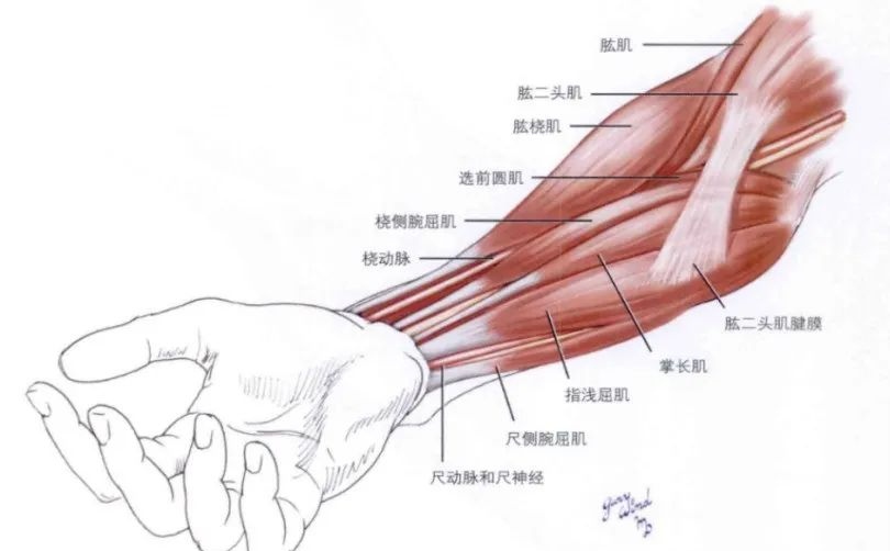 前臂外科解剖的详细图谱与指南