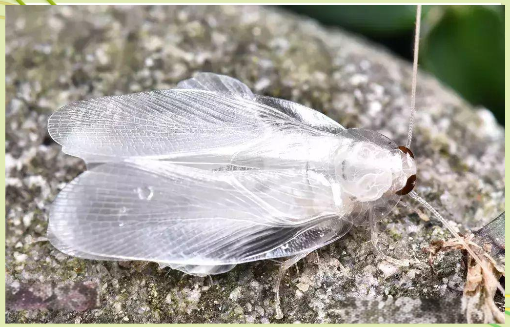 探索蟑螂世界:发现一只独特的纯白色小蟑螂