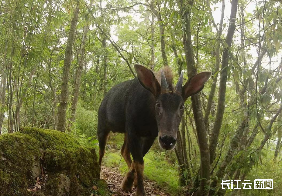 帅呆了!红外相机在十堰拍到罕见"四不像"中华鬣羚