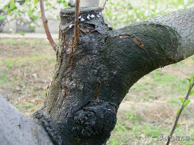 蘋果樹春梢前,要抓緊防治這些病蟲害(病害篇)