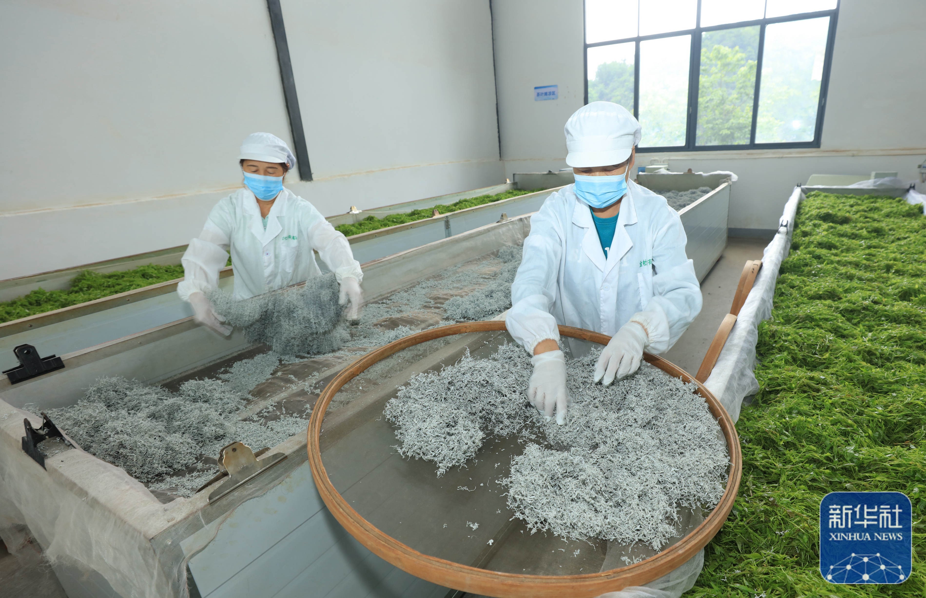 张家界高山莓茶采摘忙