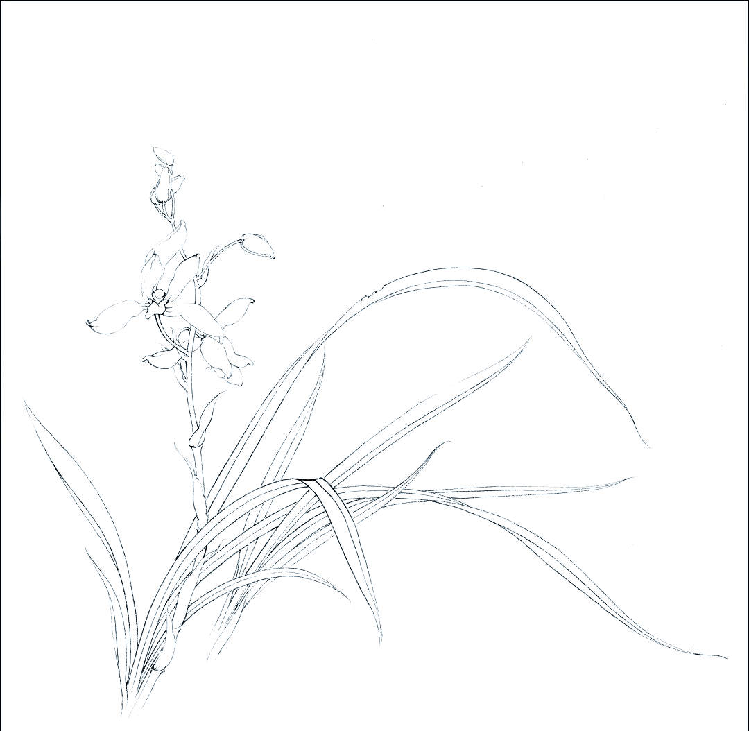 兰花的独特魅力与艺术表现