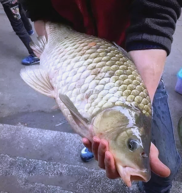 钓起6斤重"鲫鱼王",钓鱼人一时不敢吃