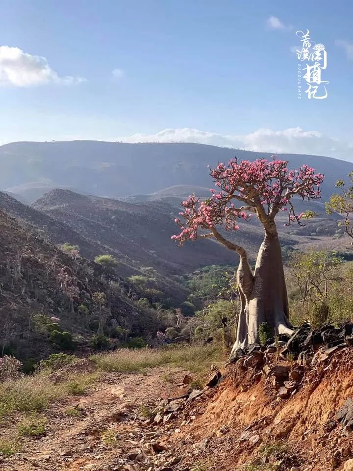 荒漠守護者-沙漠玫瑰adenium socotranum