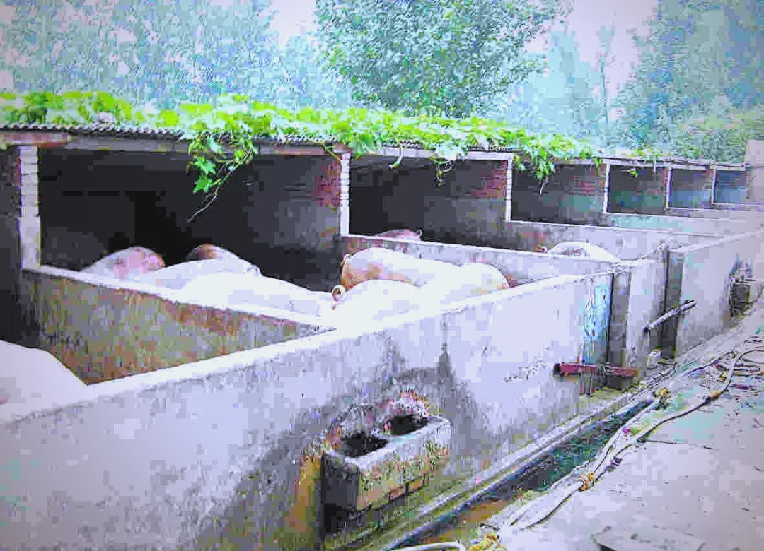 农村小型养猪场设计指南:多款低成本科学养猪简易猪栏猪舍建造图