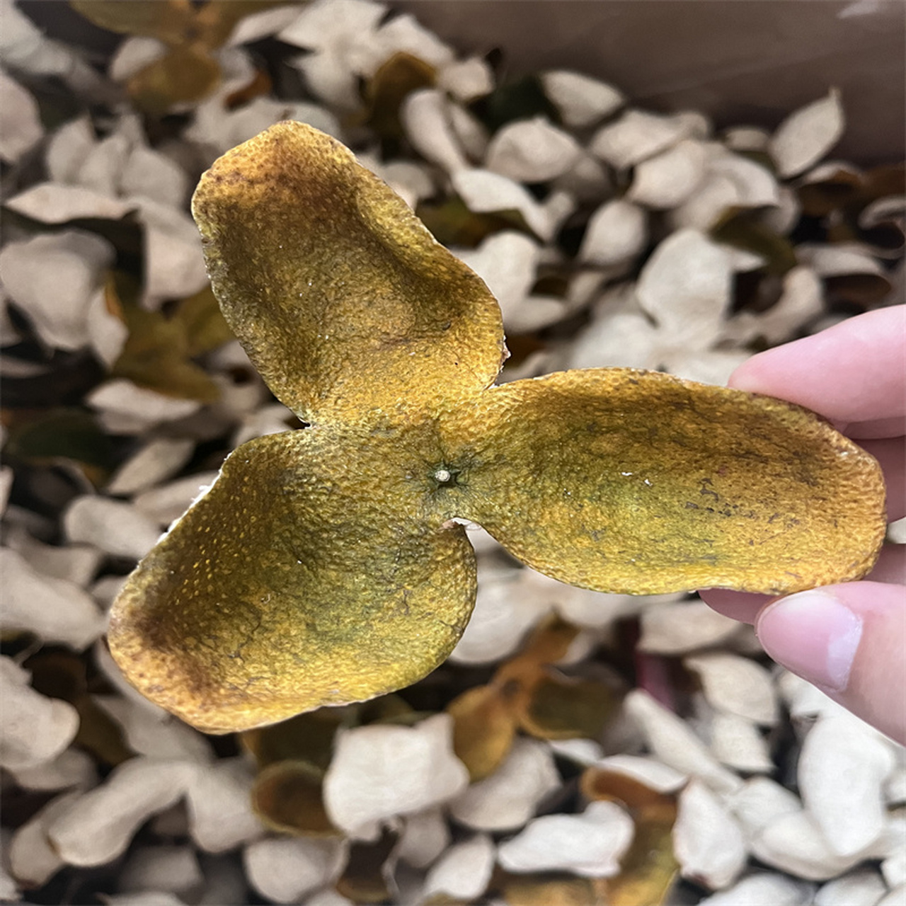 陈皮是优质国家地理标志产品,高品质品种来自天马,西甲,茶坑和梅江