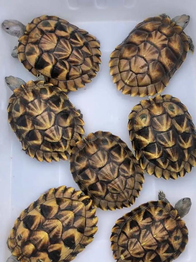 又名黑珍珠,是滑龟属下的一个变异种,2004年发现于广东, 并经龟鳖