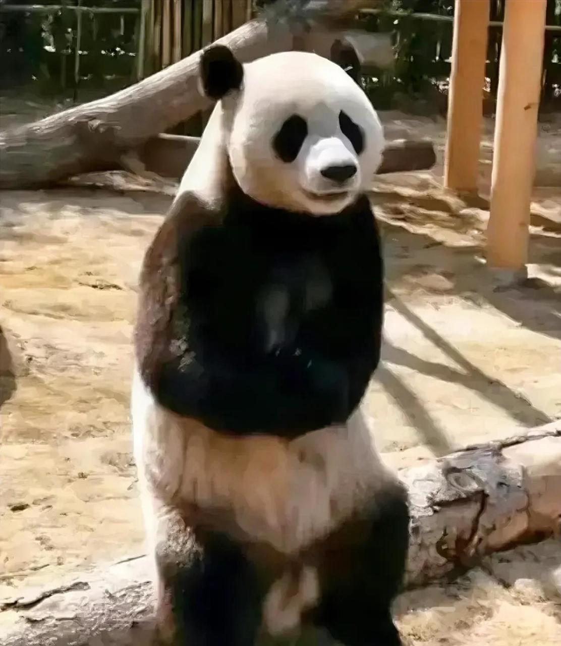 韩剧顶楼的熊猫表情图图片