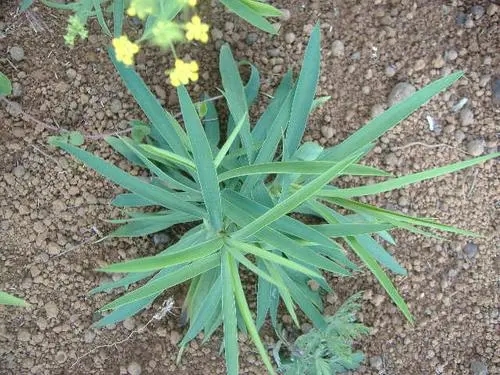 柴胡为伞形科植物柴胡或狭叶柴胡的干燥根或全草