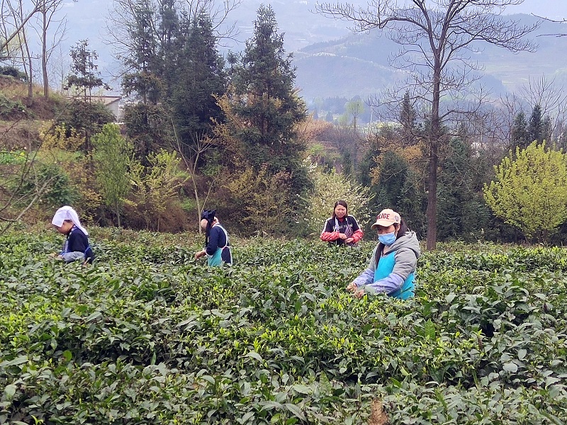 「新春走基层」晴隆县沙子镇:春雨过后采茶忙