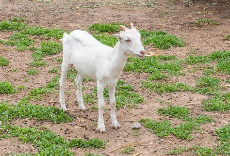 心理题:最喜欢一头山羊?测试年底前会有什么惊喜?