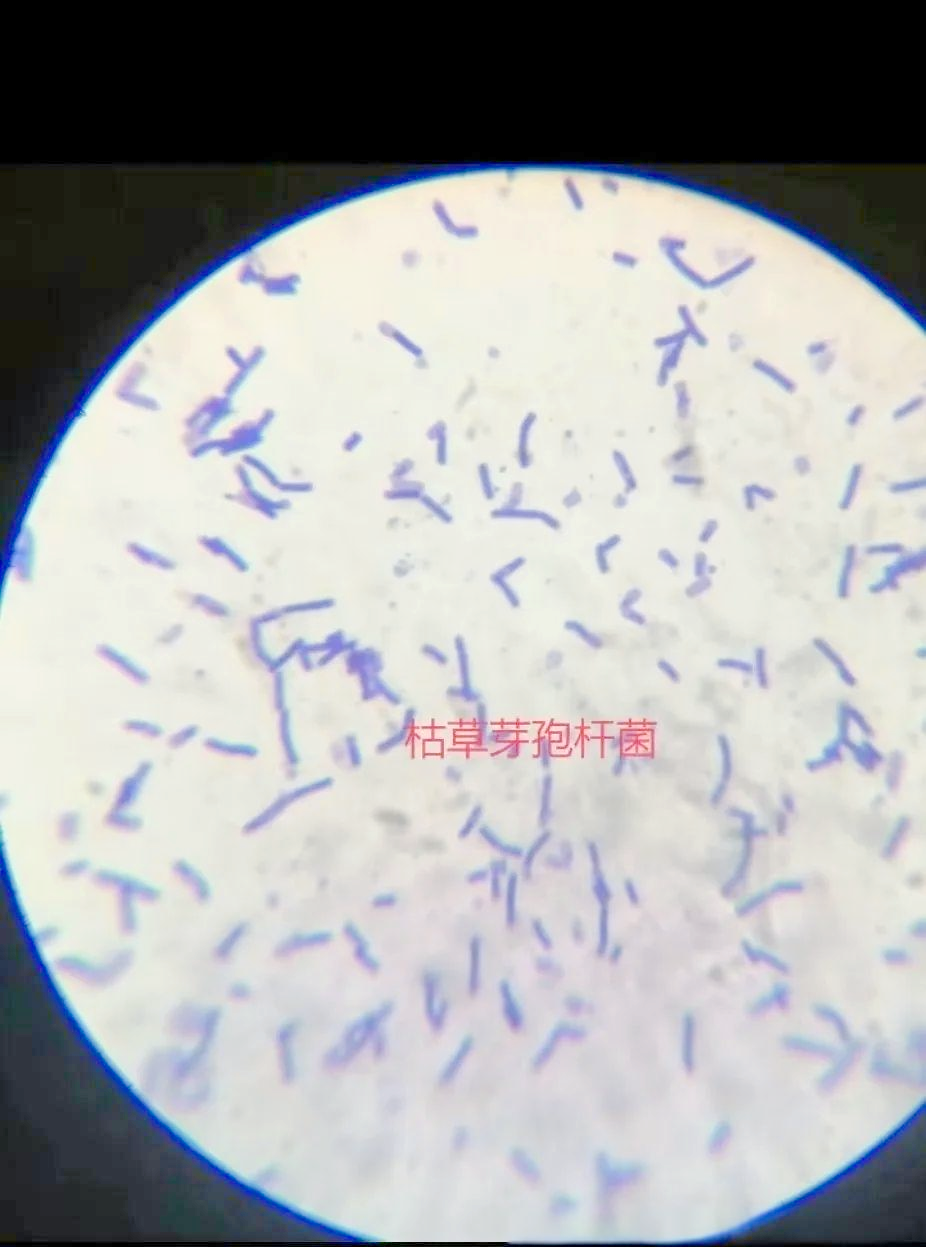 芽孢杆菌在水产养殖中的多重作用解析