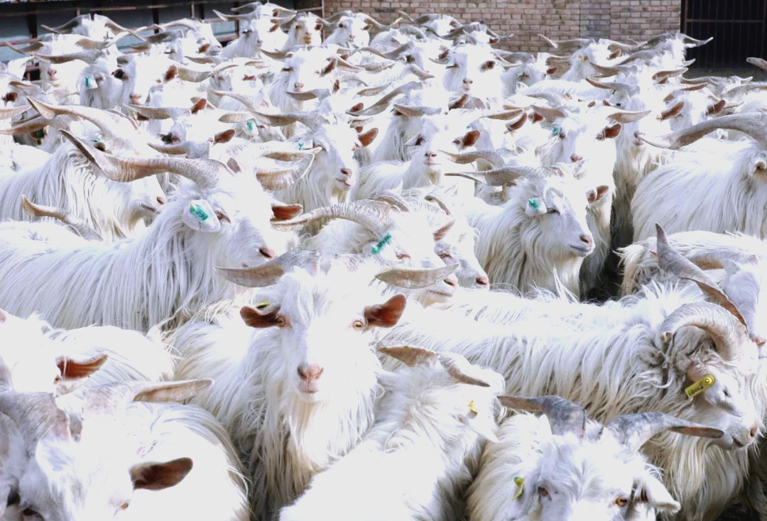 横山区:陕北羊肉的佼佼者,多项优势铸就品牌力量