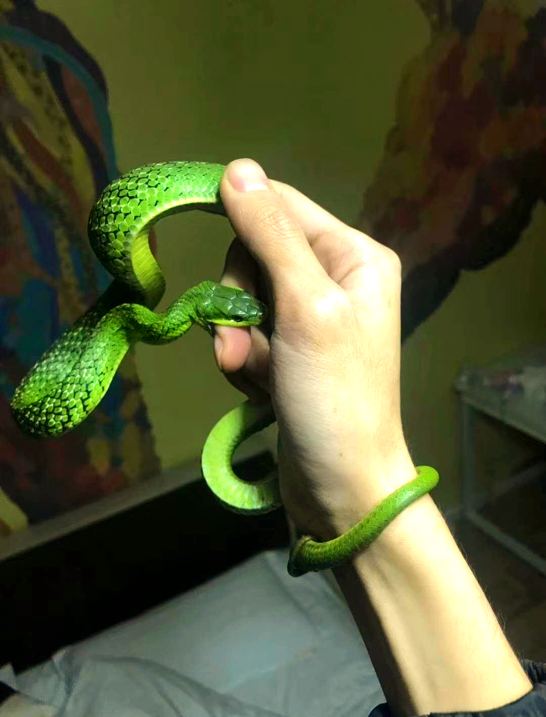 绿锦蛇:绿色蛇类中的全能选手