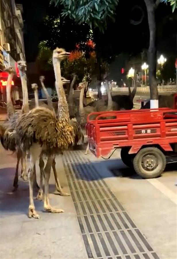 鸵鸟逃上街头狂奔午夜图片