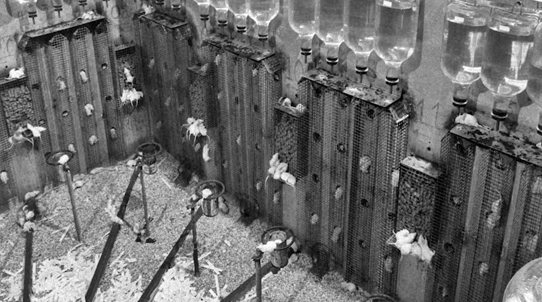 老鼠乌托邦:持续1780天的黑暗实验,预言人类的最终结局