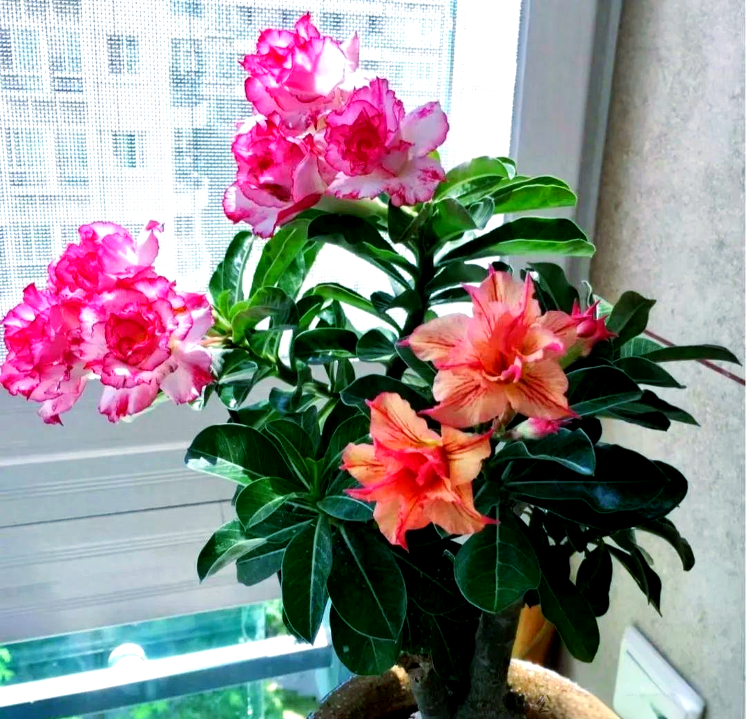 冬季室内养花攻略:10种耐阴植物推荐