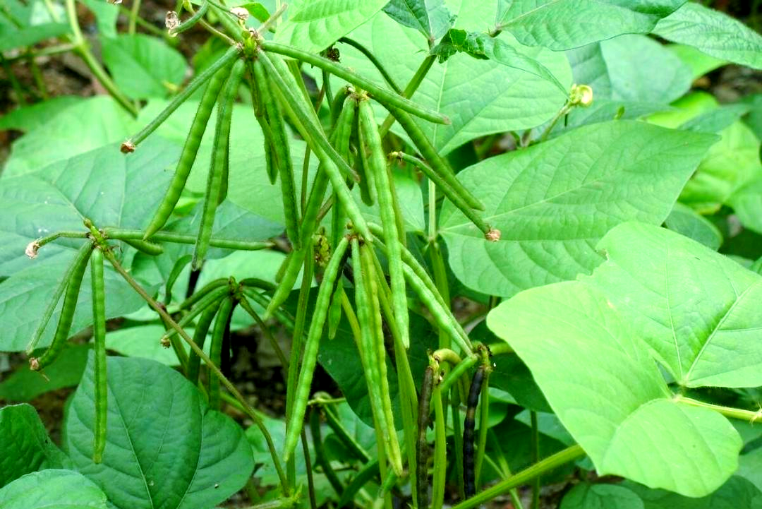 绿豆种植管理的关键要点:从选种到采收,助你实现高产目标
