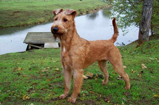 爱尔兰梗品种形态特征及鉴别