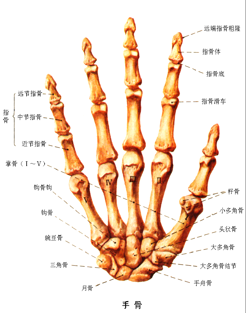 手部解剖的多层次分析:从腕骨到手指的精巧结构