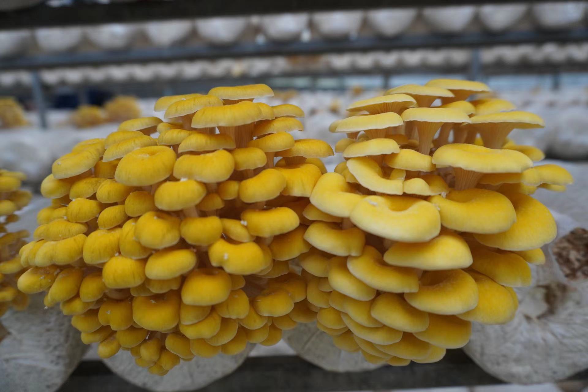 罗甸:麻山腹地绽放"黄金菇" 撑起乡村振兴"富民伞"