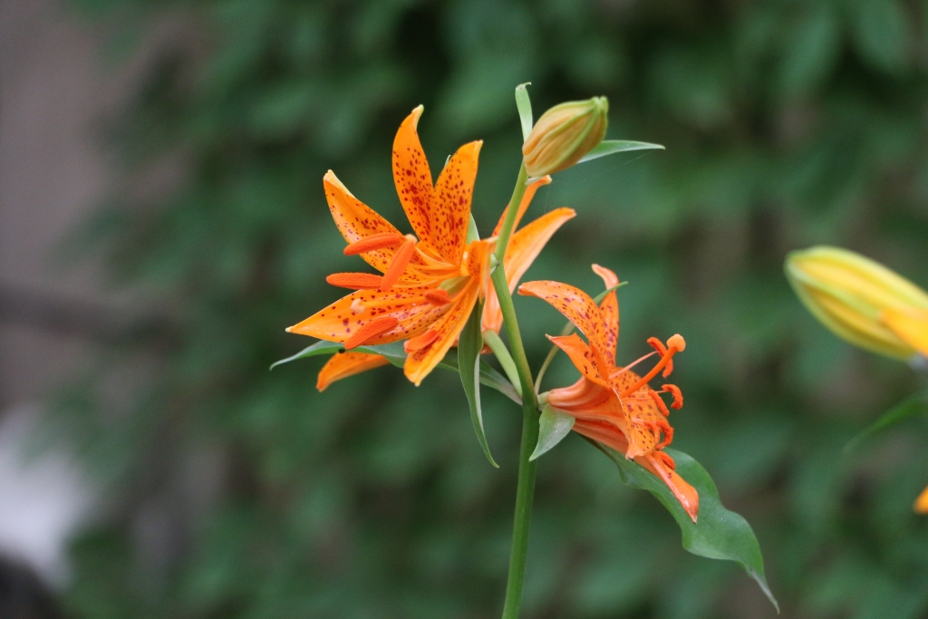 青岛百合5株母本已育苗20万株,半岛"牵线"中国农科院来建试验基地