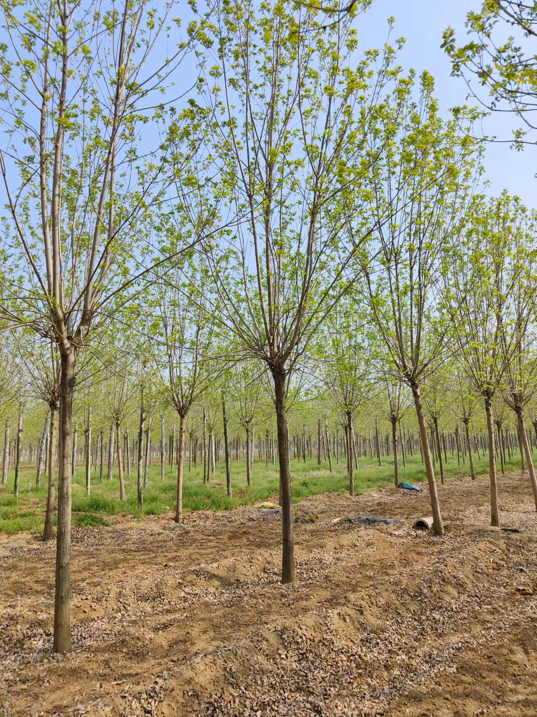 白蜡 济宁小叶白蜡树形优美 批发速生白蜡树