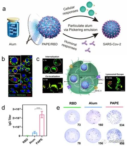 humoral immunity图片