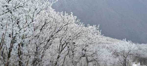 小雪天前,杭州天目山下雪了!今明两天都有雾凇,快去赏冬景吧