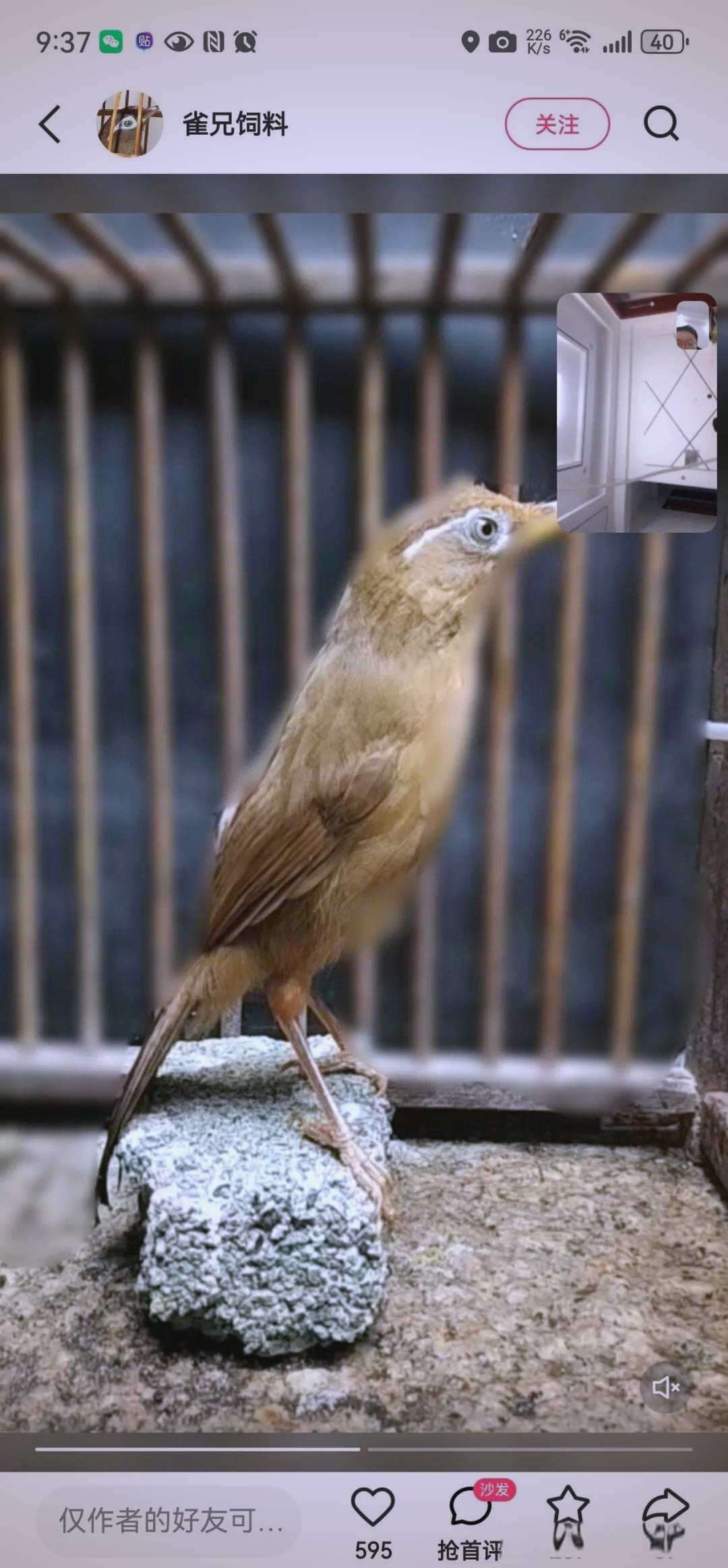 画眉鸟极品脚杆的选择指南