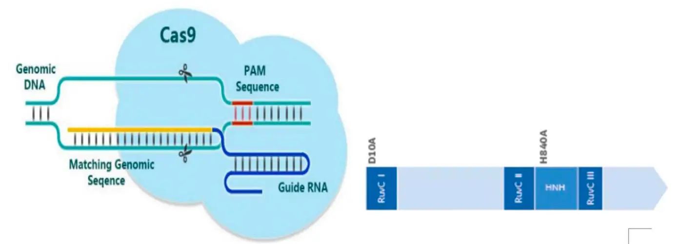 基因编辑技术crispr-cas9:改变生命的革命