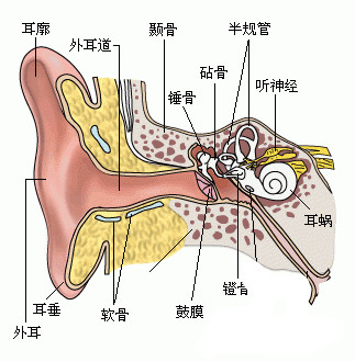 外耳道在哪个位置图片