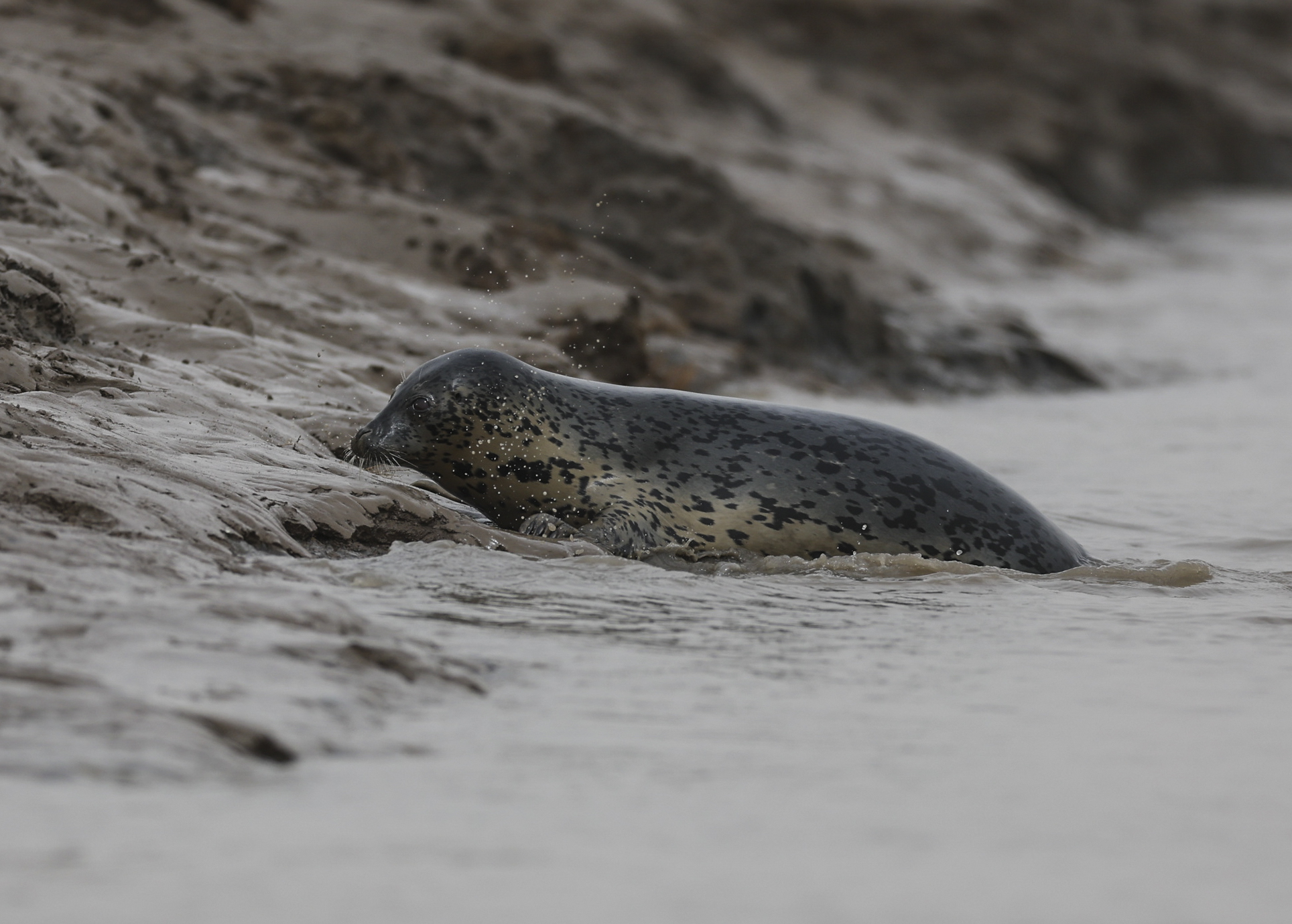 (环境)辽宁盘锦:西太平洋斑海豹开始向北洄游