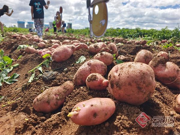 呈贡江尾社区土豆丰收节持续至7月