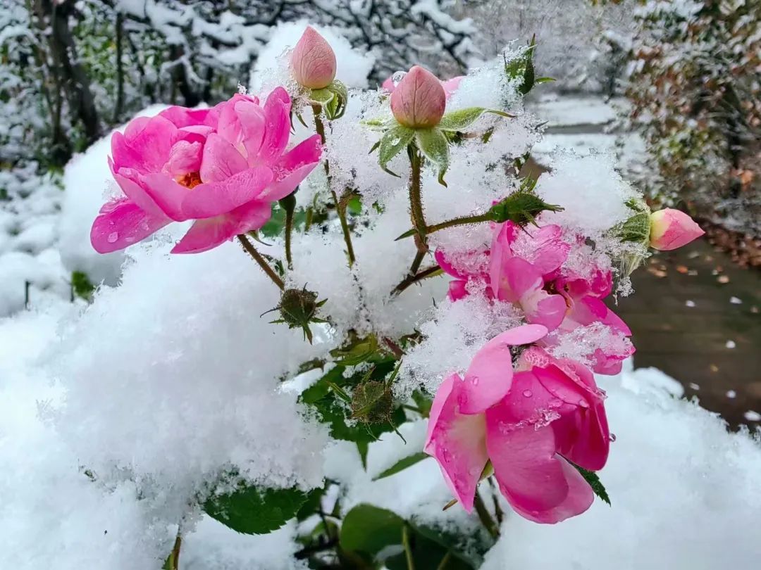 初雪图片真实图片