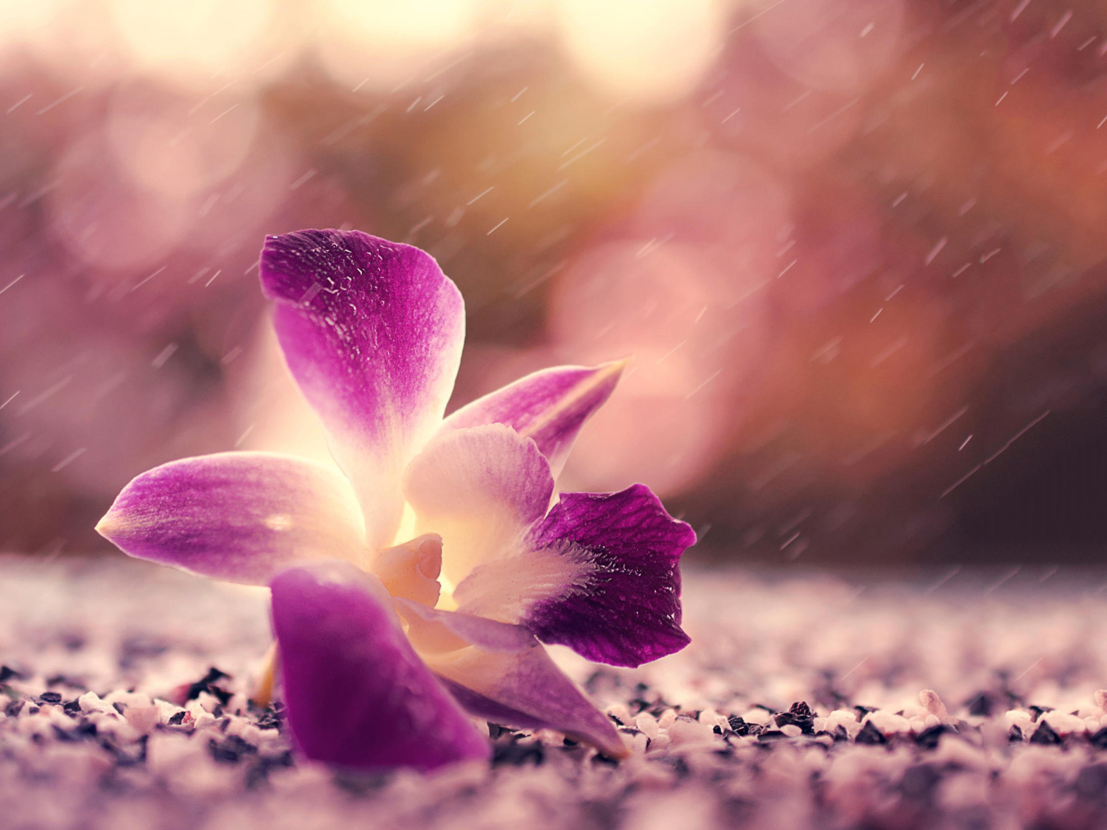 两个男人因为一个女人而改命,是红颜祸水,还是命中注定?