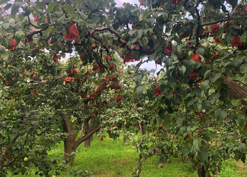 打造"阳信鸭梨"区域公用品牌,京东助力阳信梨产业高质量发展