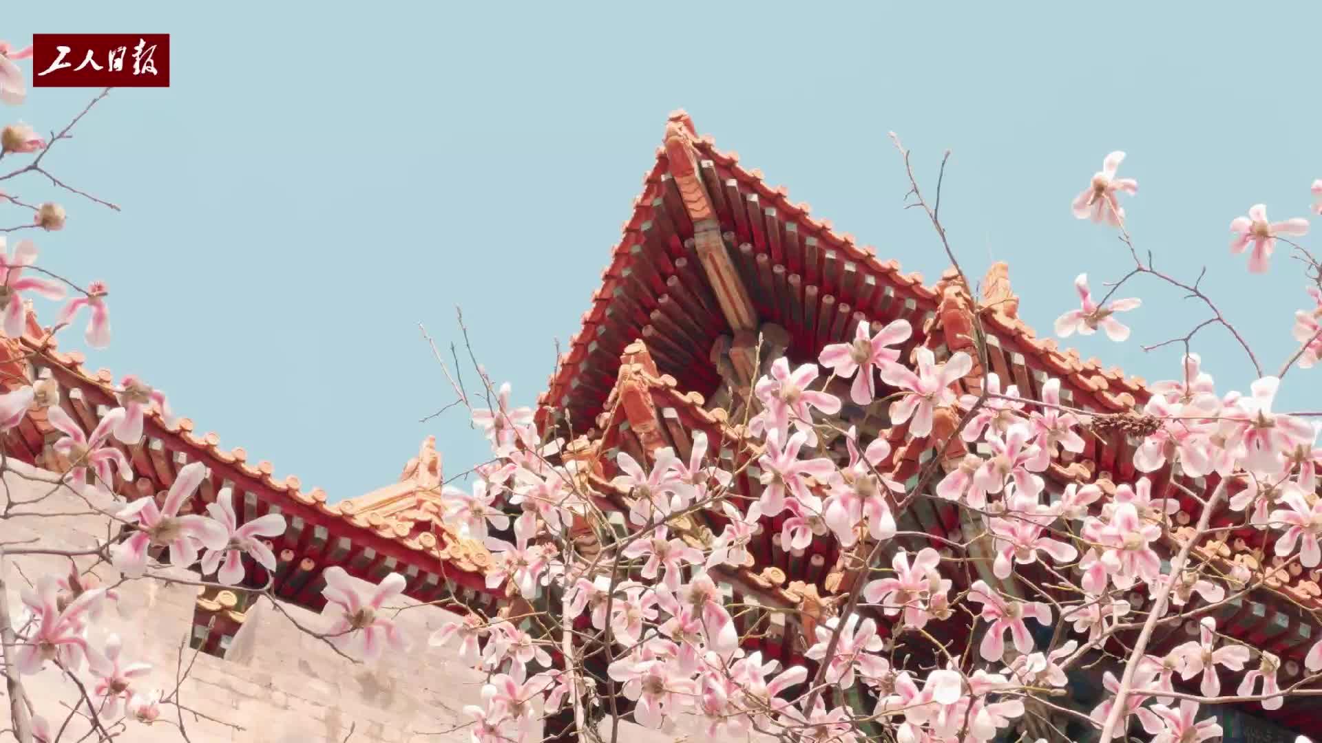 美不胜收!故宫墙外玉兰花开