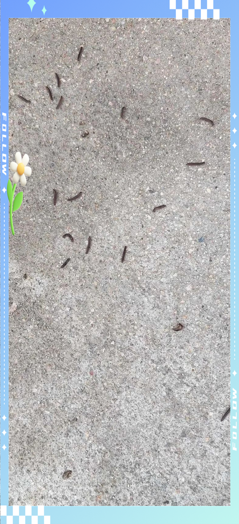 网友热议的草鞋虫究竟为何物