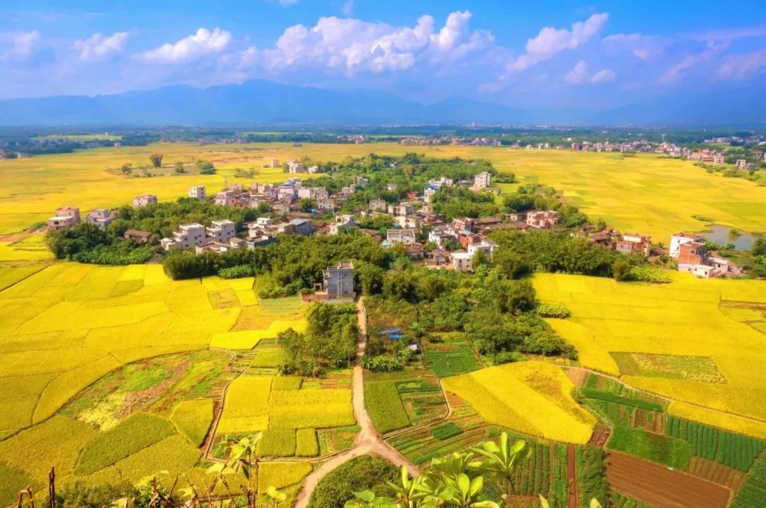 主编名片:杨焕,广西玉林人,副调研员退休.