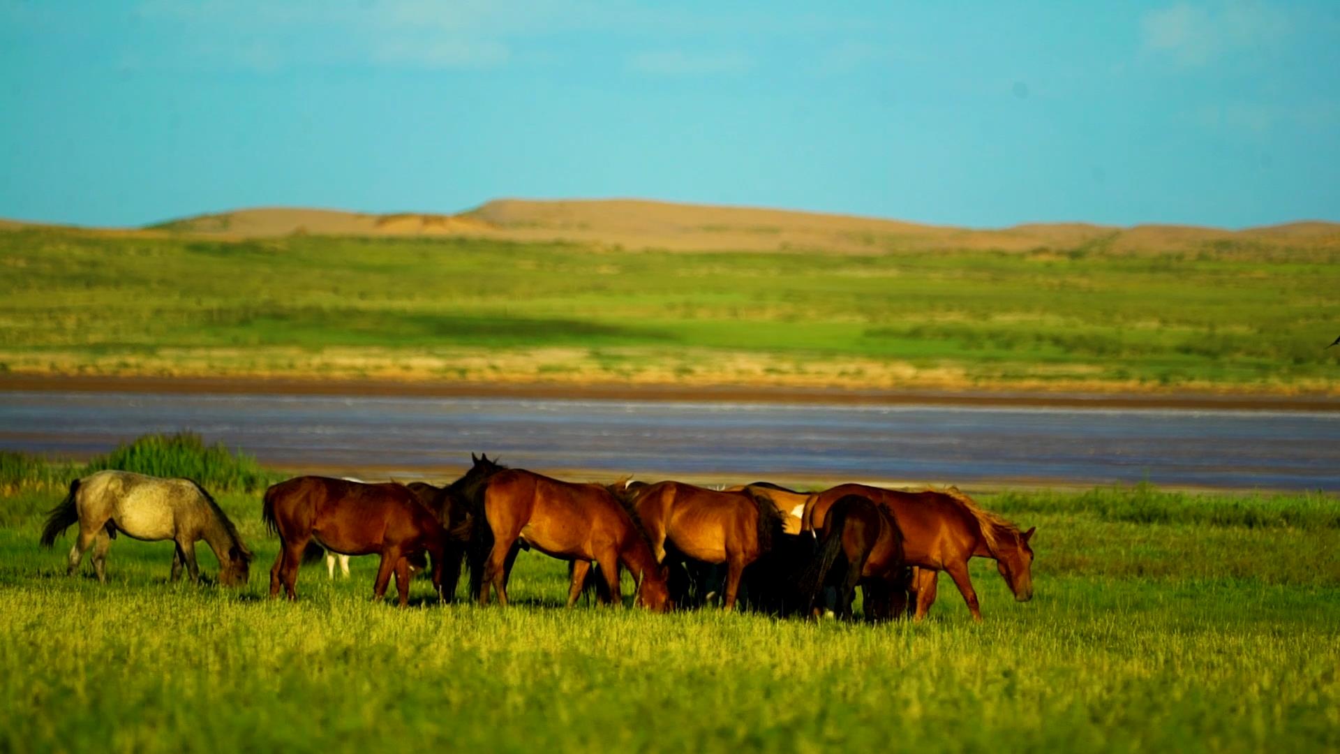 千城胜景|内蒙古苏尼特右旗:初秋草原风景独好